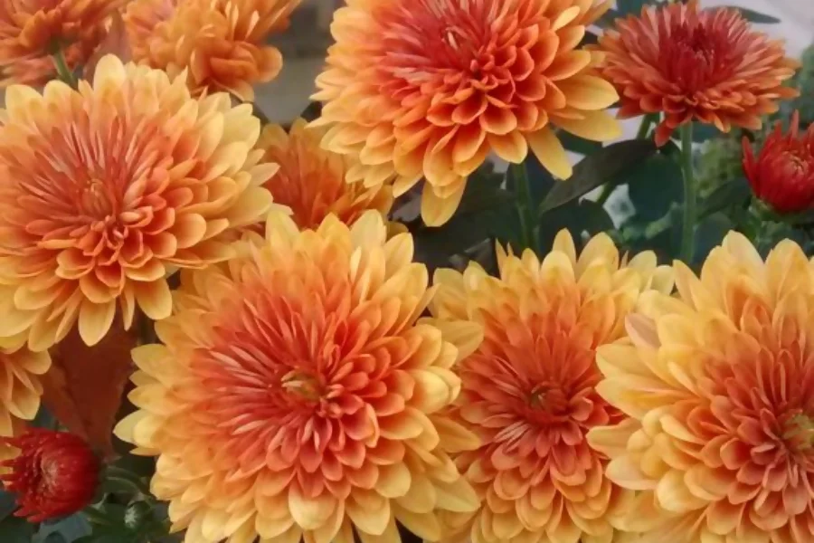 Chrysanthemum represents friendship