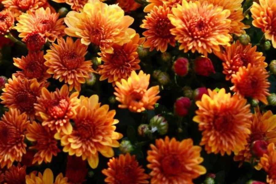 Chrysanthemums represent wisdom