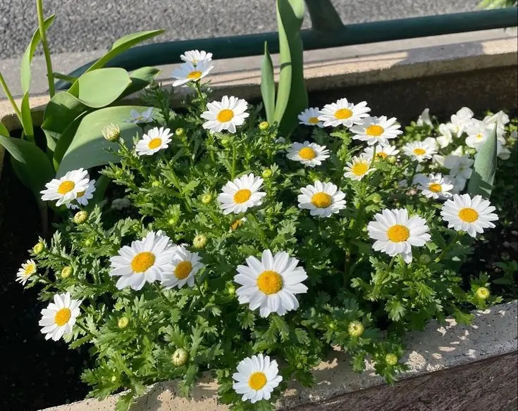 Common Daisies - the symbol of hope and renewal