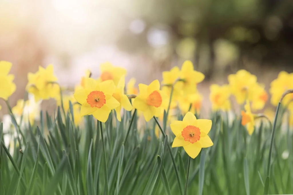 Daffodils - The Messenger of Spring