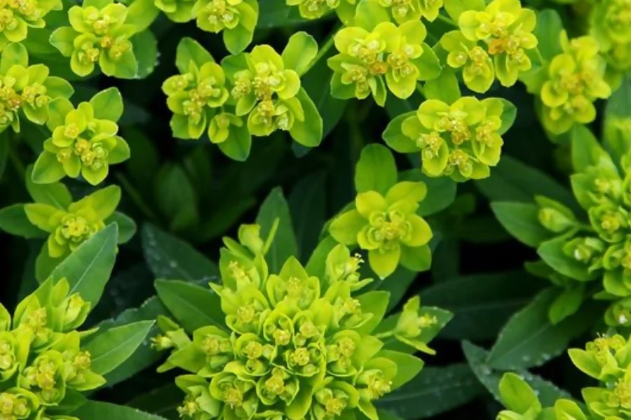 Euphorbia represents wisdom