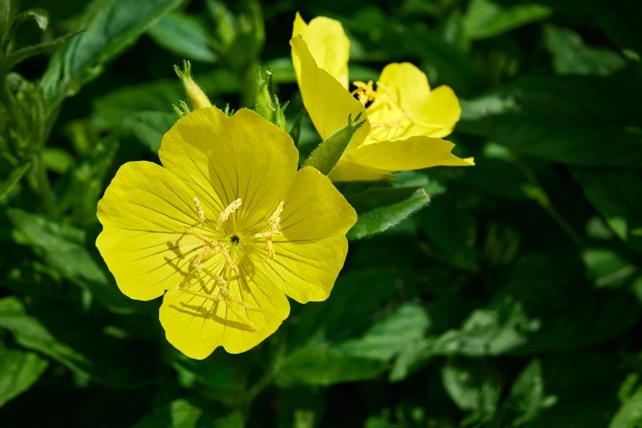 Evening primrose