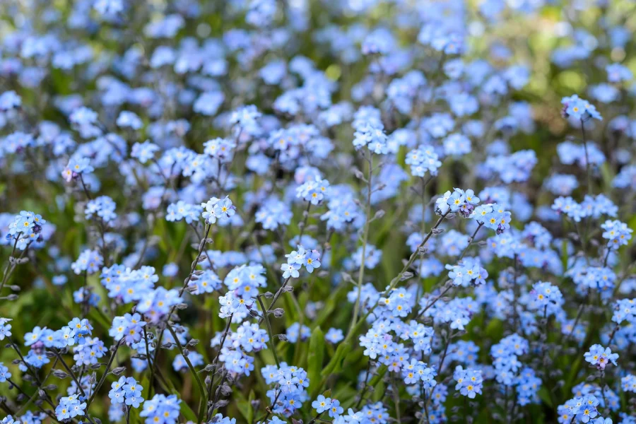 Forget-Me-Not