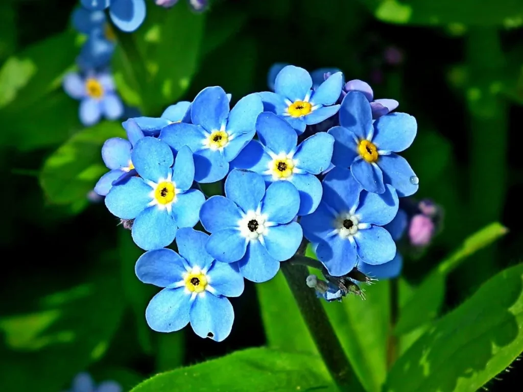 Forget-me-nots symbolize loyalty and enduring love