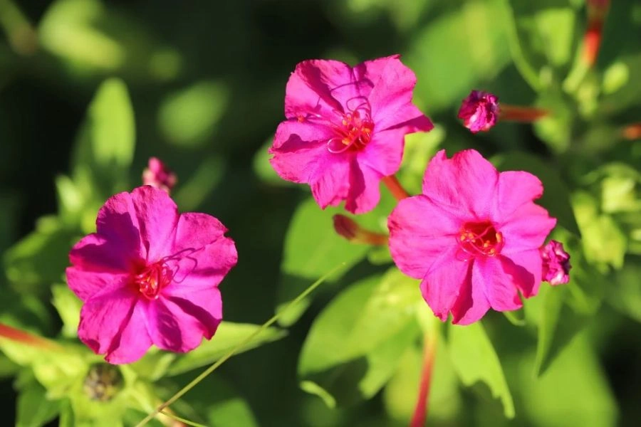 Four o'Clock alba in pink color