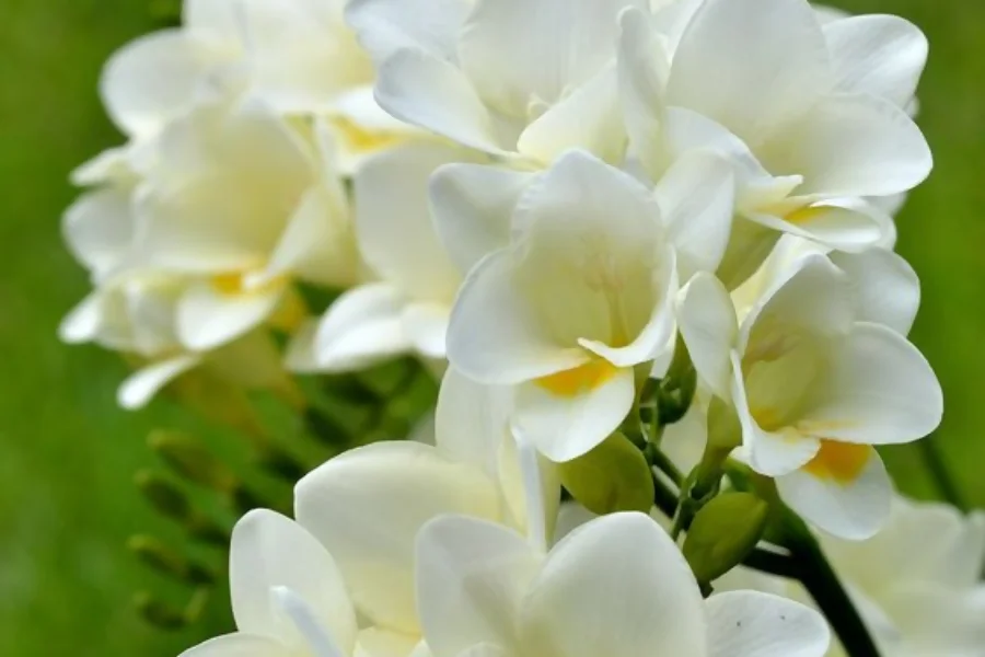 Freesia represents friendship