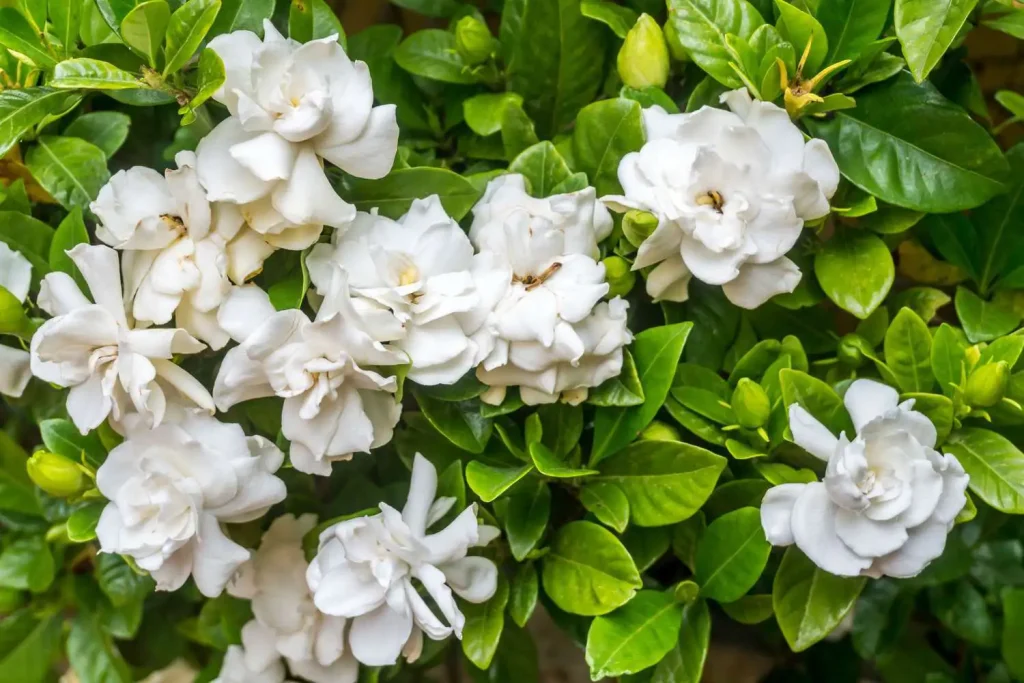 Pure white petals of gardenia represent calm & reconciliation