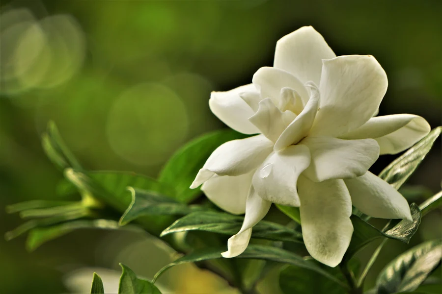 Gardenia need proper care to grow successfully