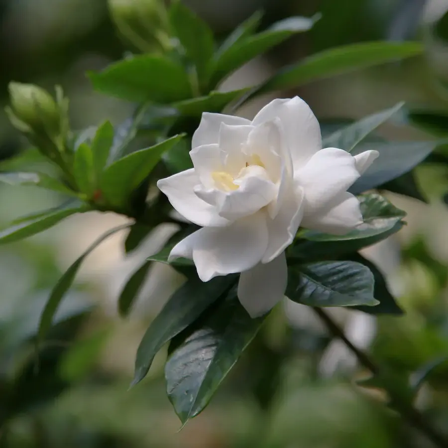 Gardenia represents various aspects like peace, respect, love, etc.