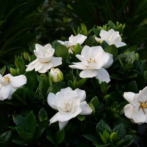 Gardenia symbolizes purity, feminine beauty, and harmony