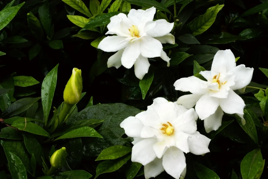 Gardenias