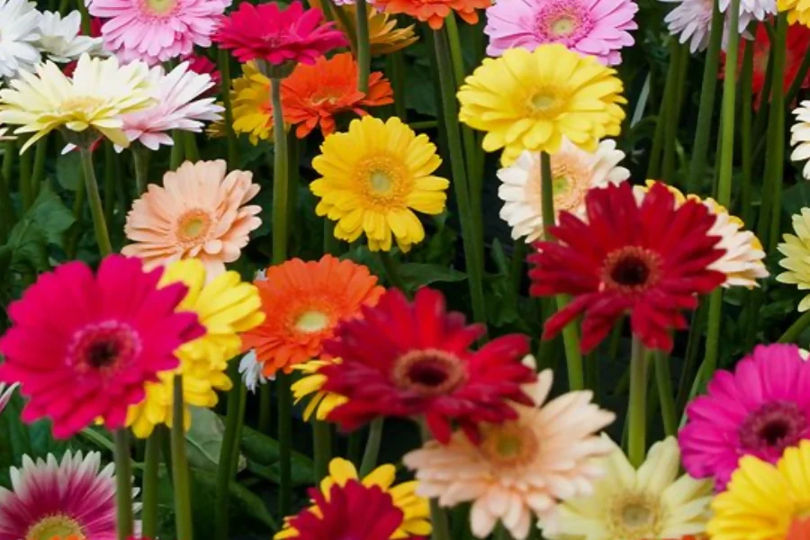 Gerberas represents friendship