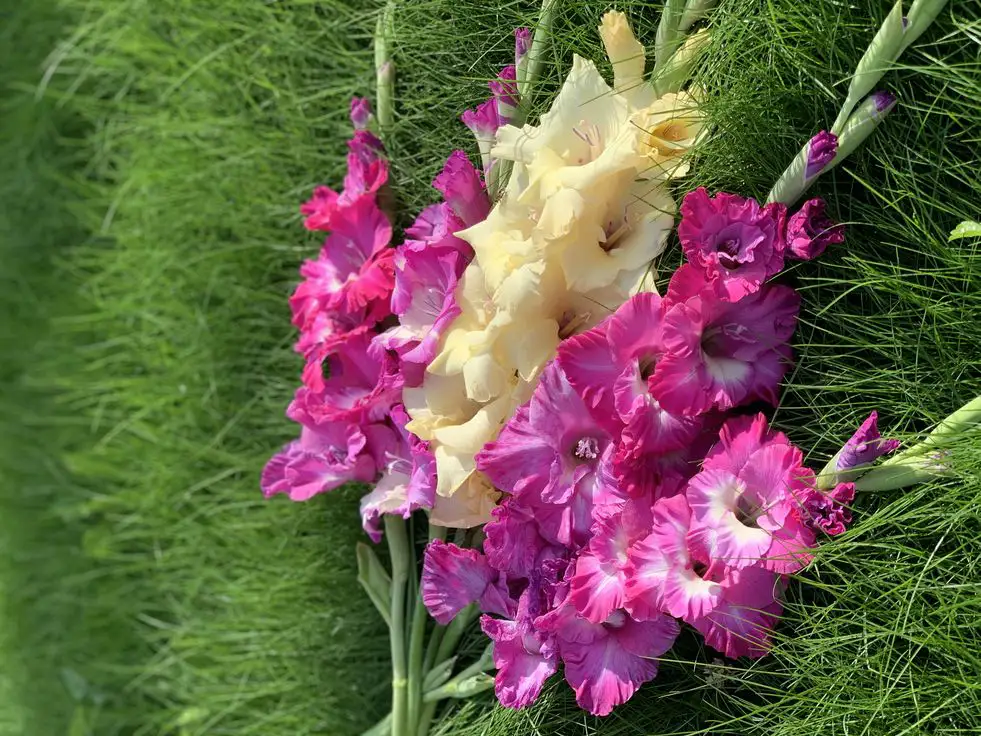 Gladiolus - The inner strength of the brave warrior