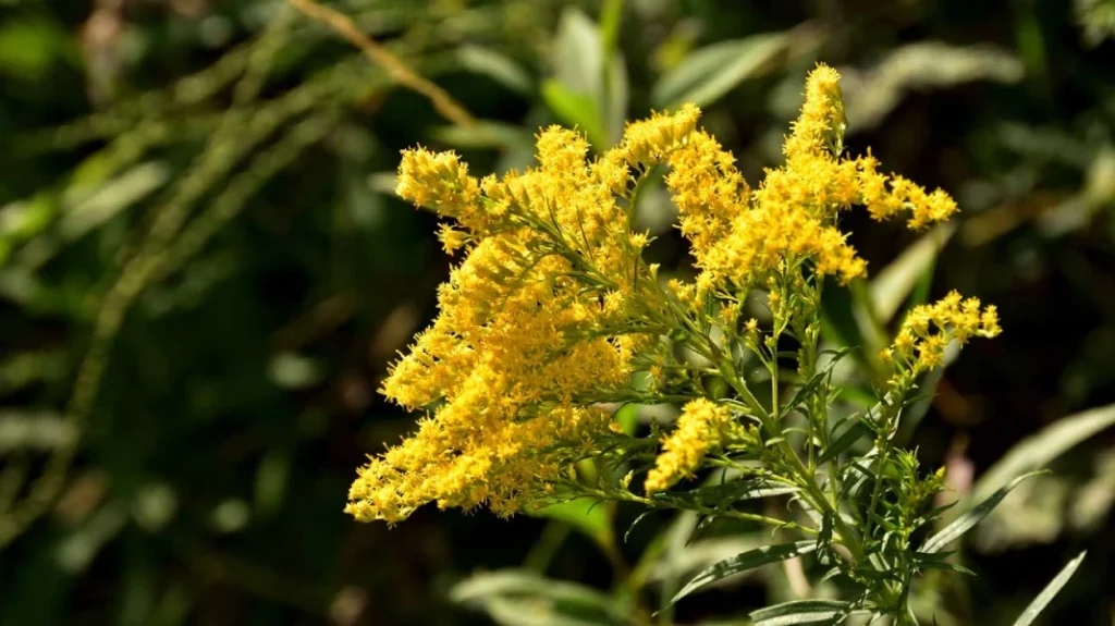 Goldenrod flower