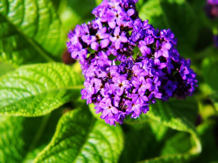 Heliotrope