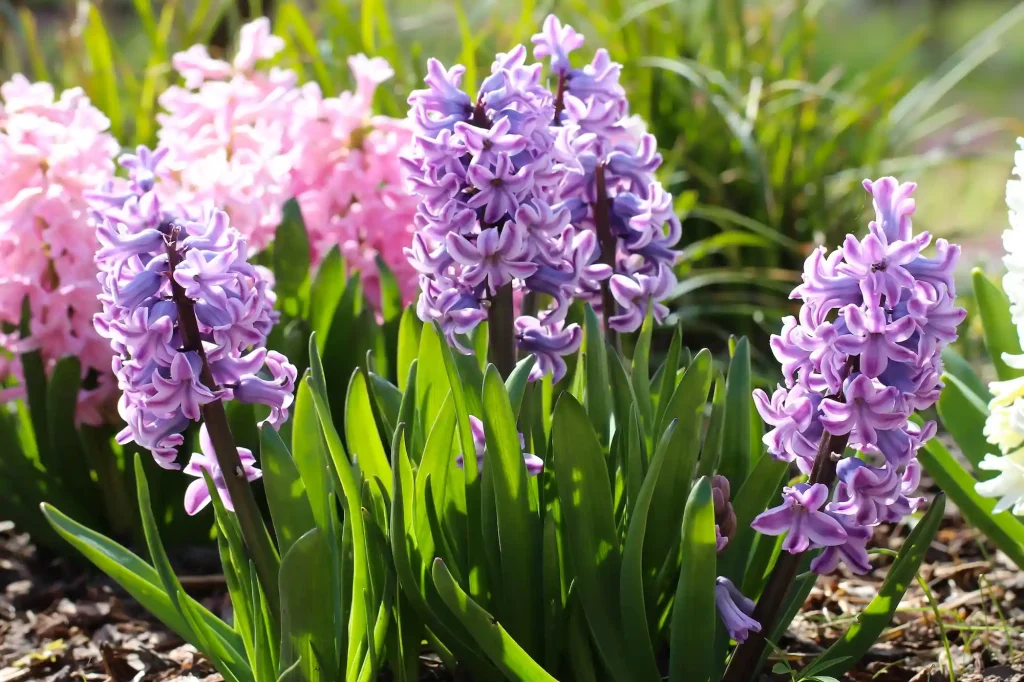 Hyacinths bloom in early spring and hold many symbolic meanings