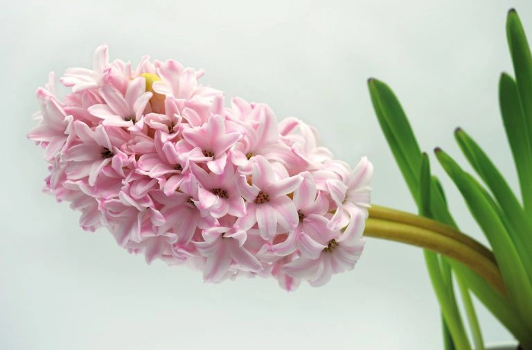 Hyacinth - the sweet love song of spring