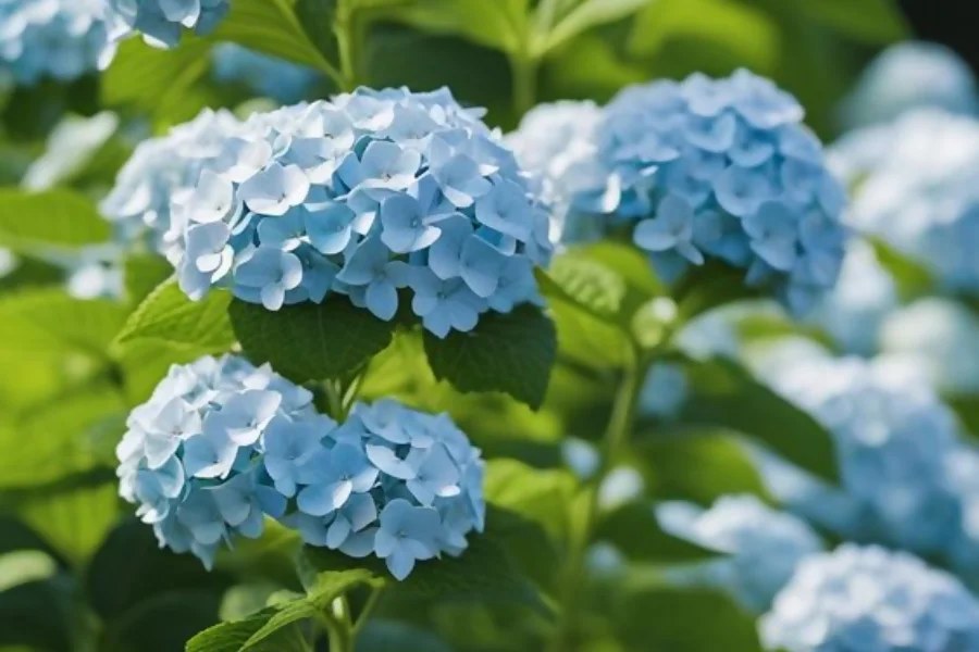 Hydrangeas represent friendship