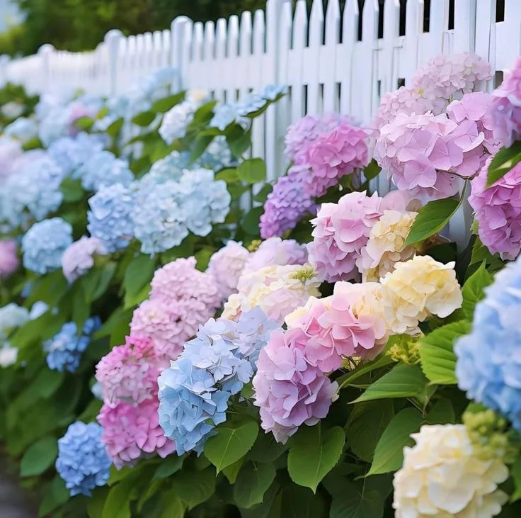 Hydrangeas - the colorful balls