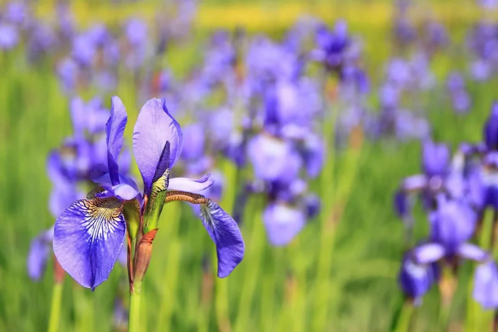 The Iris flower meaning is rich in symbolism