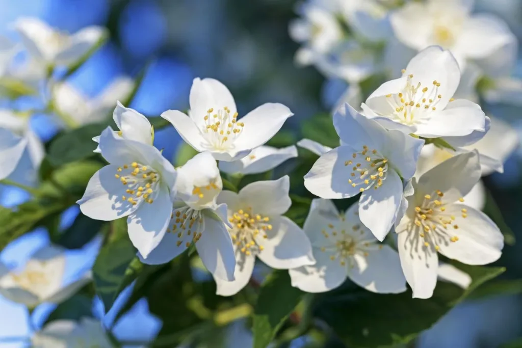 Jasmine flower typically symbolizes love and purity