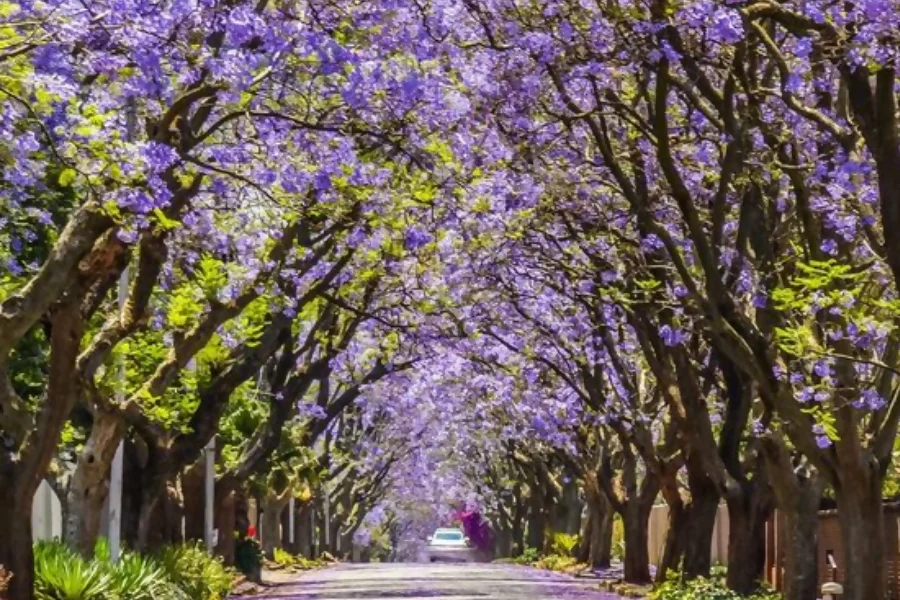 Jacaranda represents wisdom