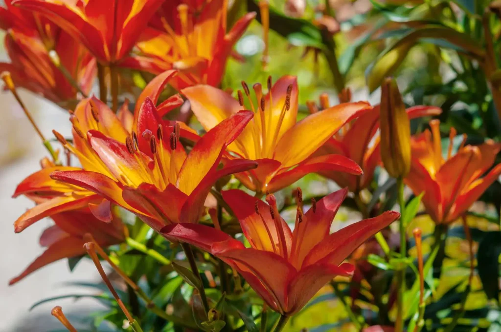 Red and orange lilies symbolize intense love & passion