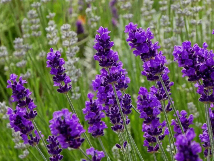 Lavender flower