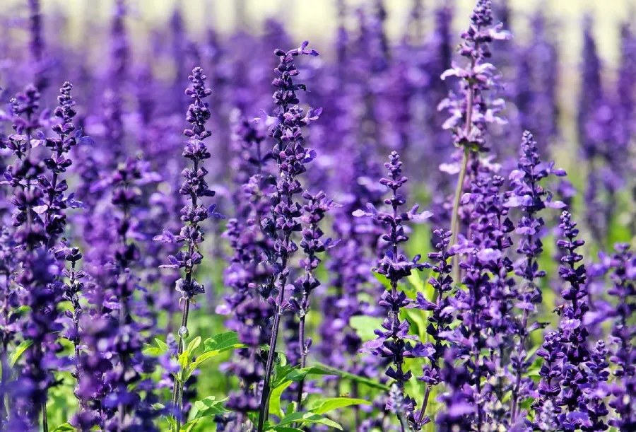 Lavender flower