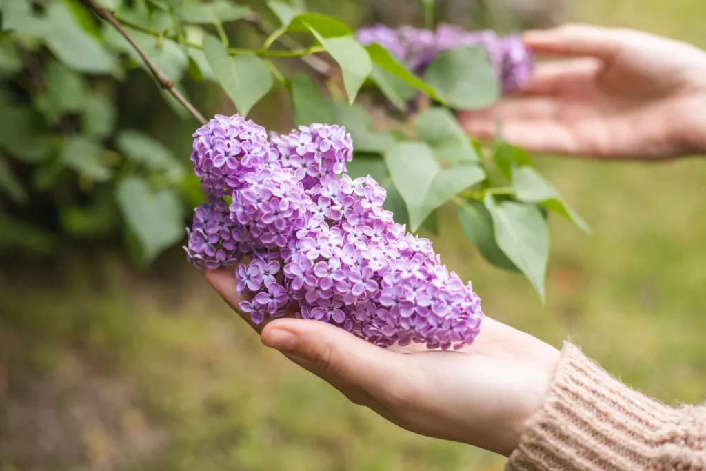 Lilacs