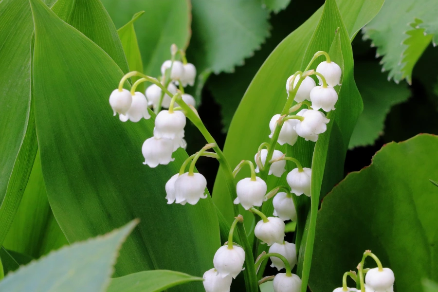 Lily of the Valley