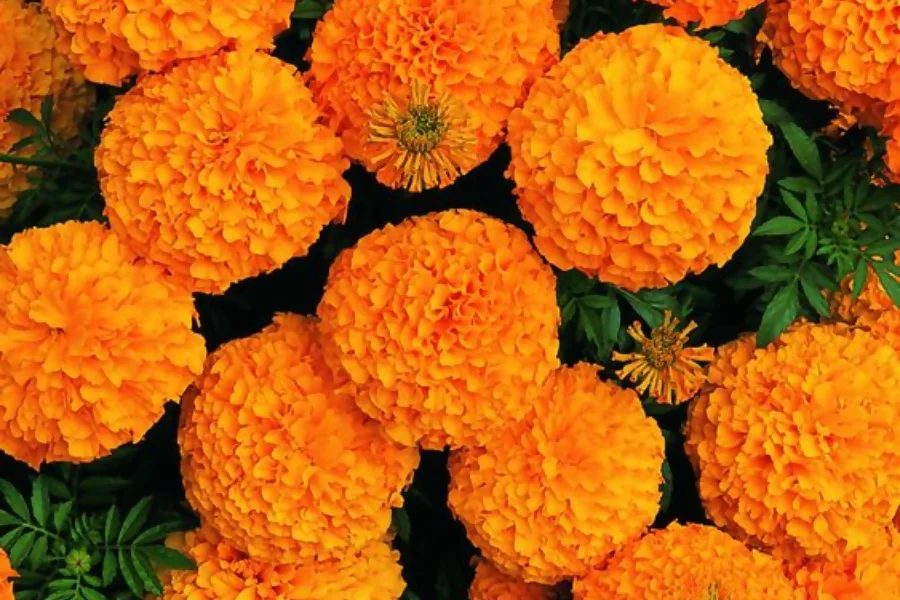 Marigold represents wisdom