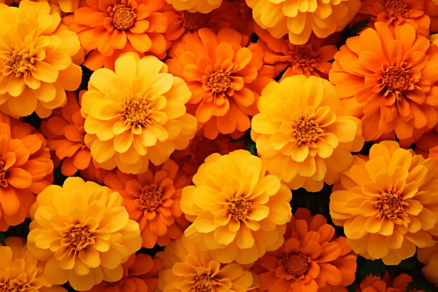 Marigolds flower