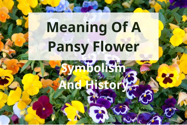 Meaning of a Pansy Flower: Symbolism And History