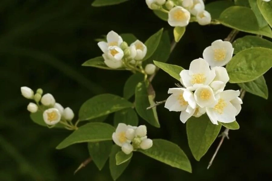 Mock orange make your evening strolls amazing