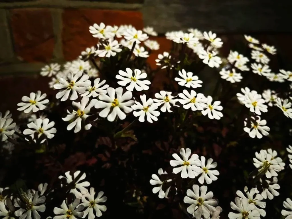 Night Phlox for a mystical candy garden