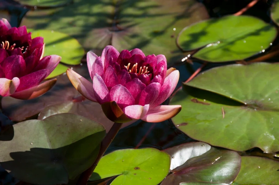 Nymphaea Almost Black