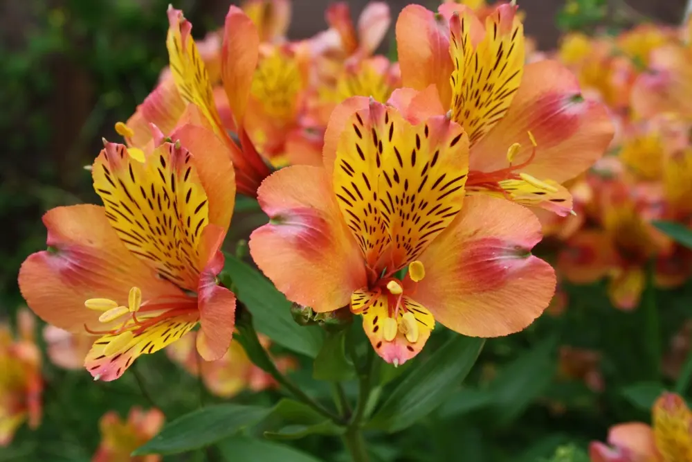 Orange Alstroemerias represents energy, enthusiasm, & excitement