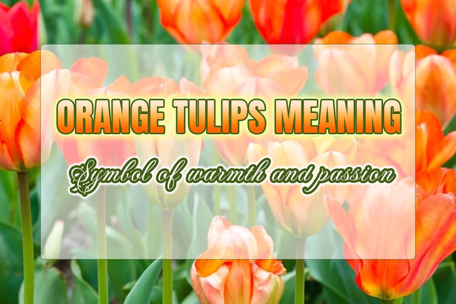 Orange Tulips Meaning: Symbol of Warmth and Passion