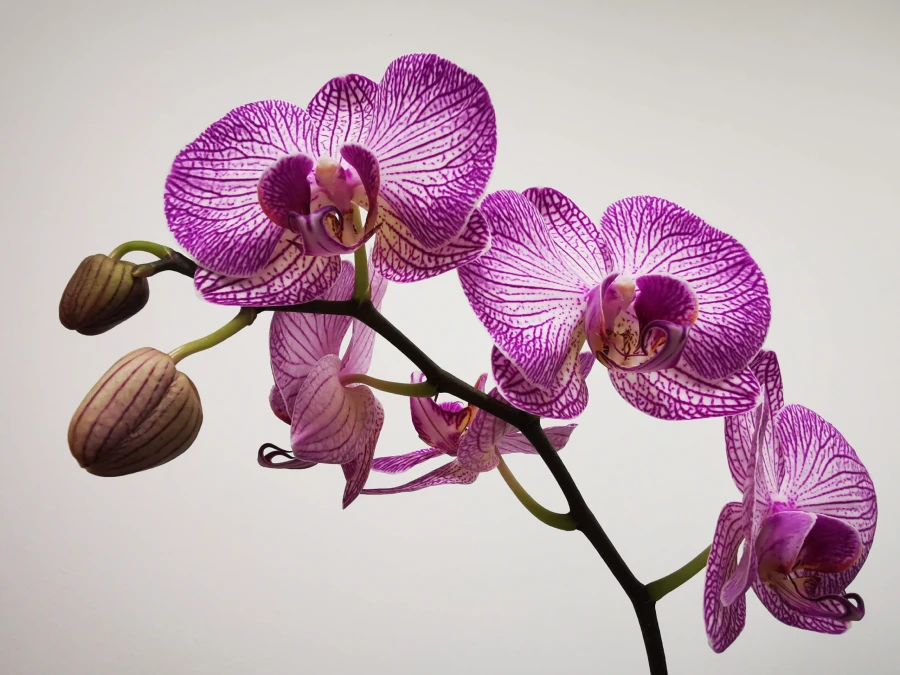 Orchid flower