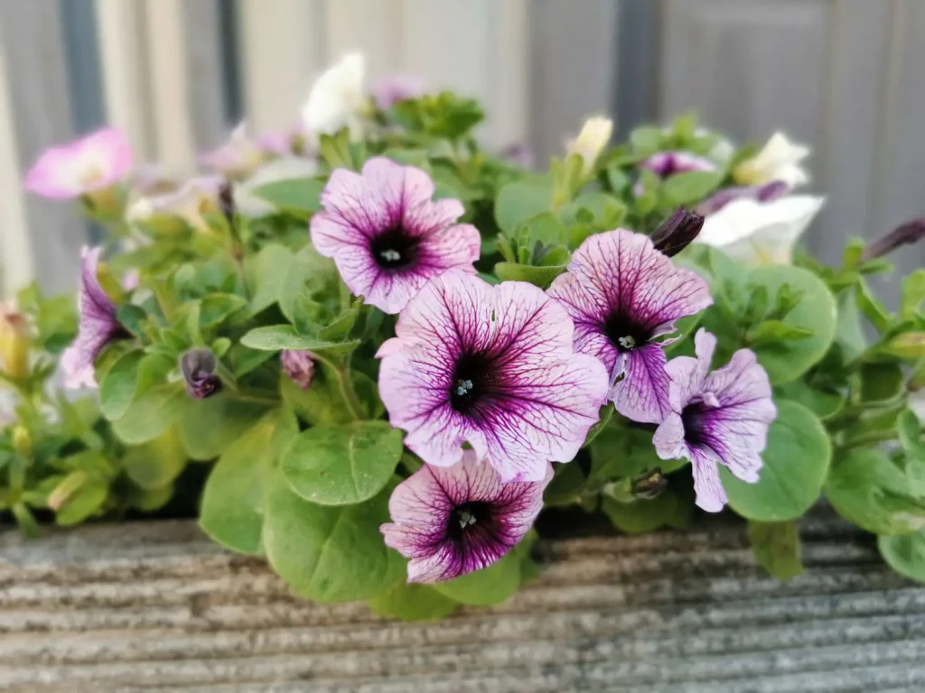 Petunia flowers hold various aspects of meaning