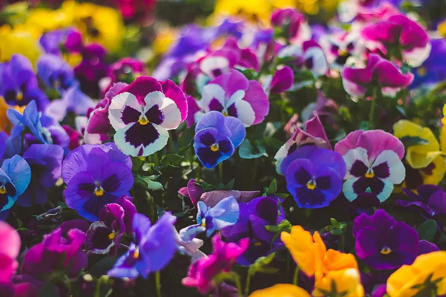 Pansy is native to Europe. 