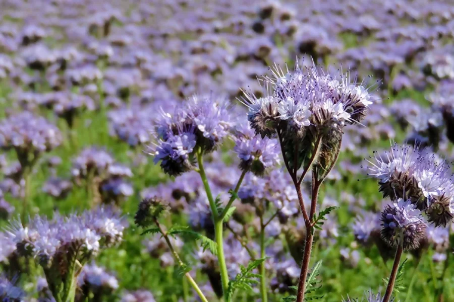 Phacelia: Inborn Bravery