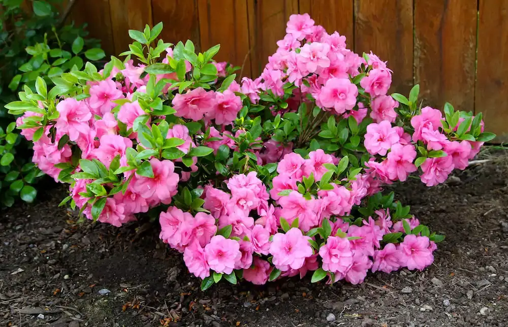  Azalea flowers are beautiful and fragile