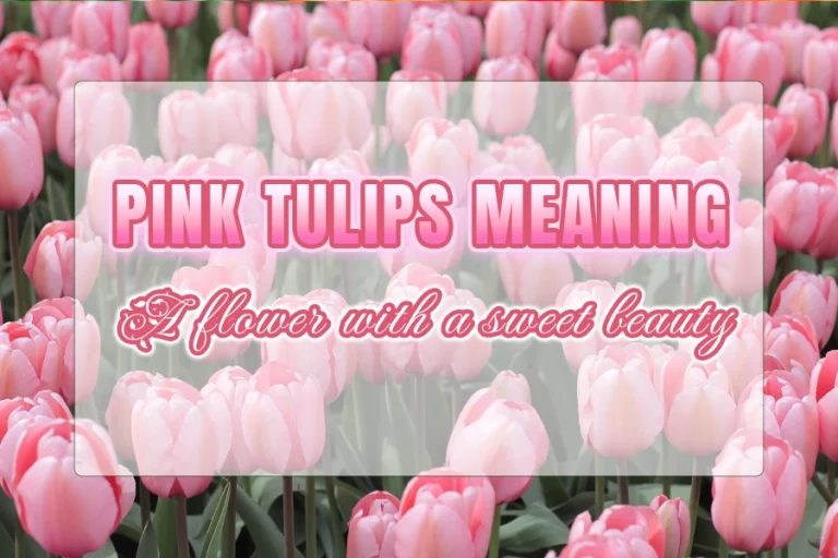 Pink tulips meaning: A flower with a sweet beauty