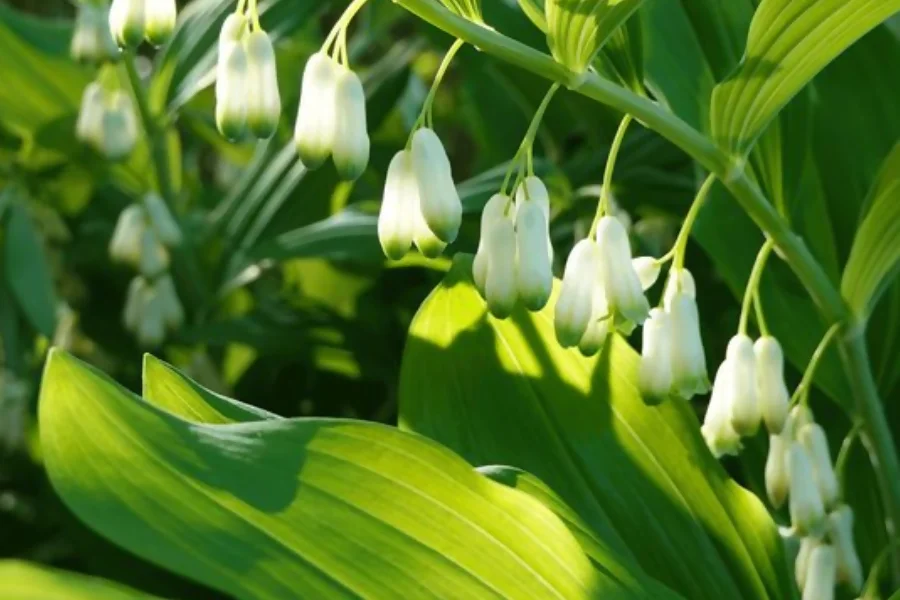 Polygonatum represents wisdom