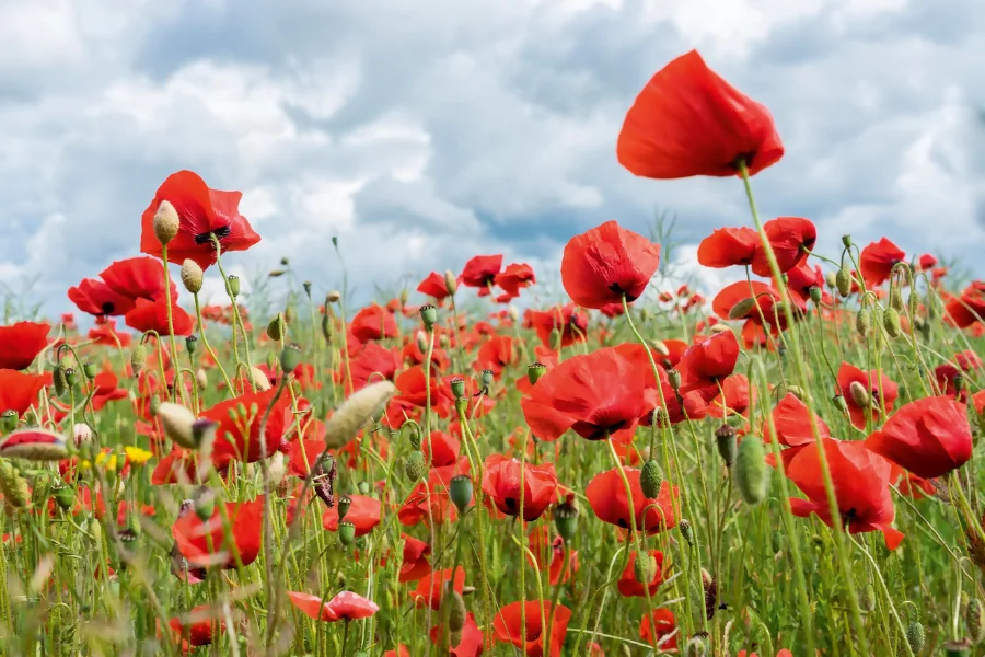 Poppy -Virgo birth flower