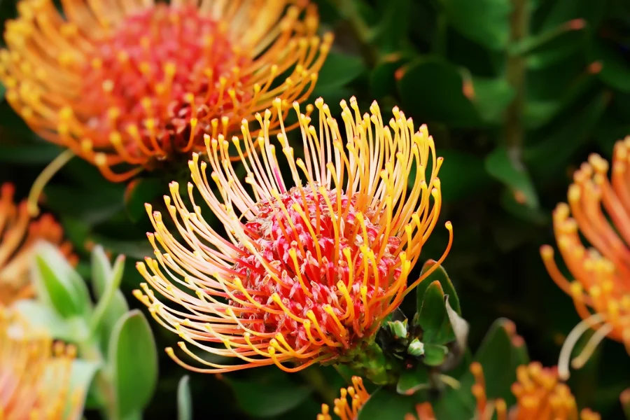 Protea: Variety And Fearlessness