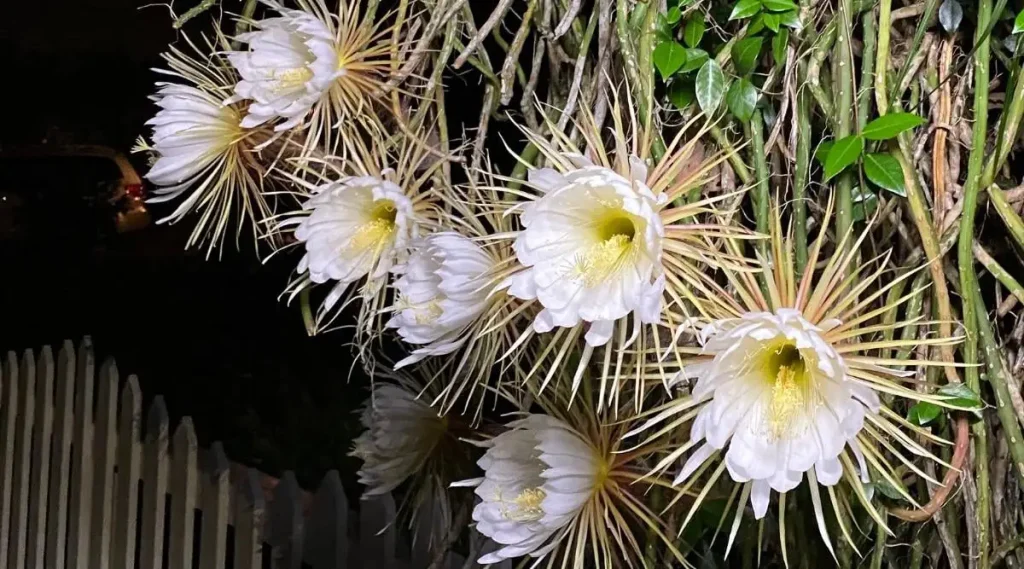 Queen of the Night Cactus