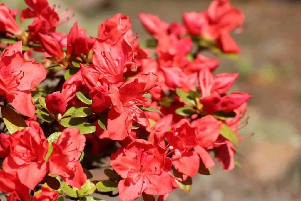 Azaleas bring many meanings in different cultures